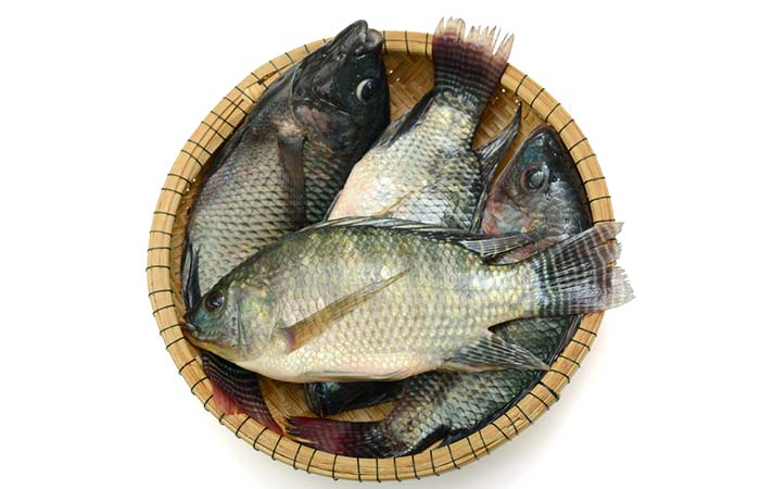 Tilapia Fish – A Brief Introduction
