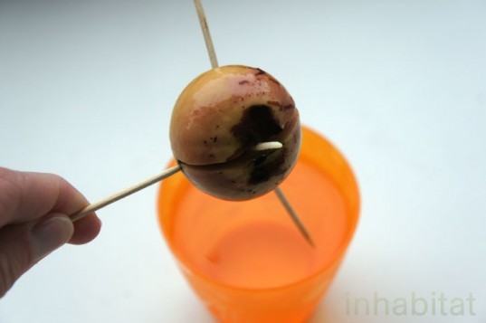 how to grow a tree from a seed, grow an avocado tree, how to grow an avocado tree, grow an avocado tree from a pit, what to do with avocado pits, Avocado Pit With Taproot