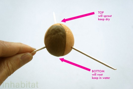 how to grow a tree from a seed, grow an avocado tree, how to grow an avocado tree, grow an avocado tree from a pit, what to do with avocado pits, Avocado Pit Top End