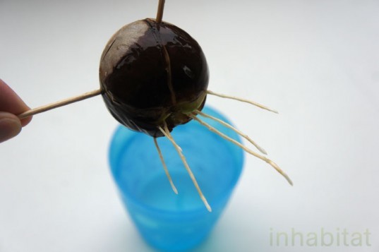 how to grow a tree from a seed, grow an avocado tree, how to grow an avocado tree, grow an avocado tree from a pit, what to do with avocado pits, Avocado Pit With Lots of Roots