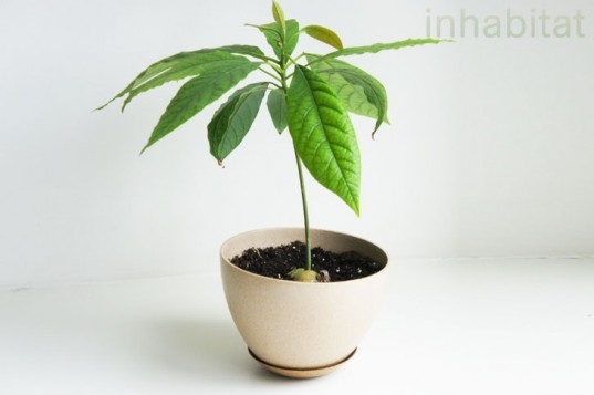 how to grow a tree from a seed, grow an avocado tree, how to grow an avocado tree, grow an avocado tree from a pit, what to do with avocado pits, Baby AvocadoTree