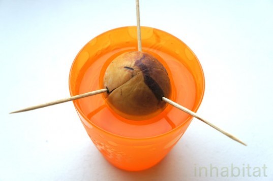 how to grow a tree from a seed, grow an avocado tree, how to grow an avocado tree, grow an avocado tree from a pit, what to do with avocado pits, Avocado Pit In Water