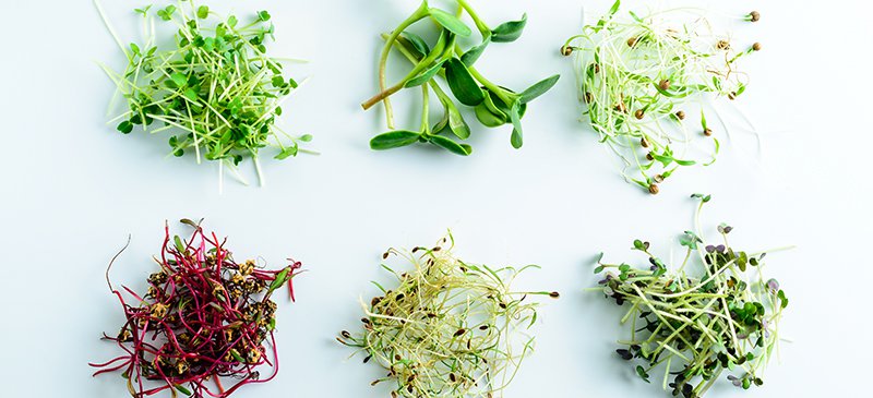 Microgreens - Dr. Axe