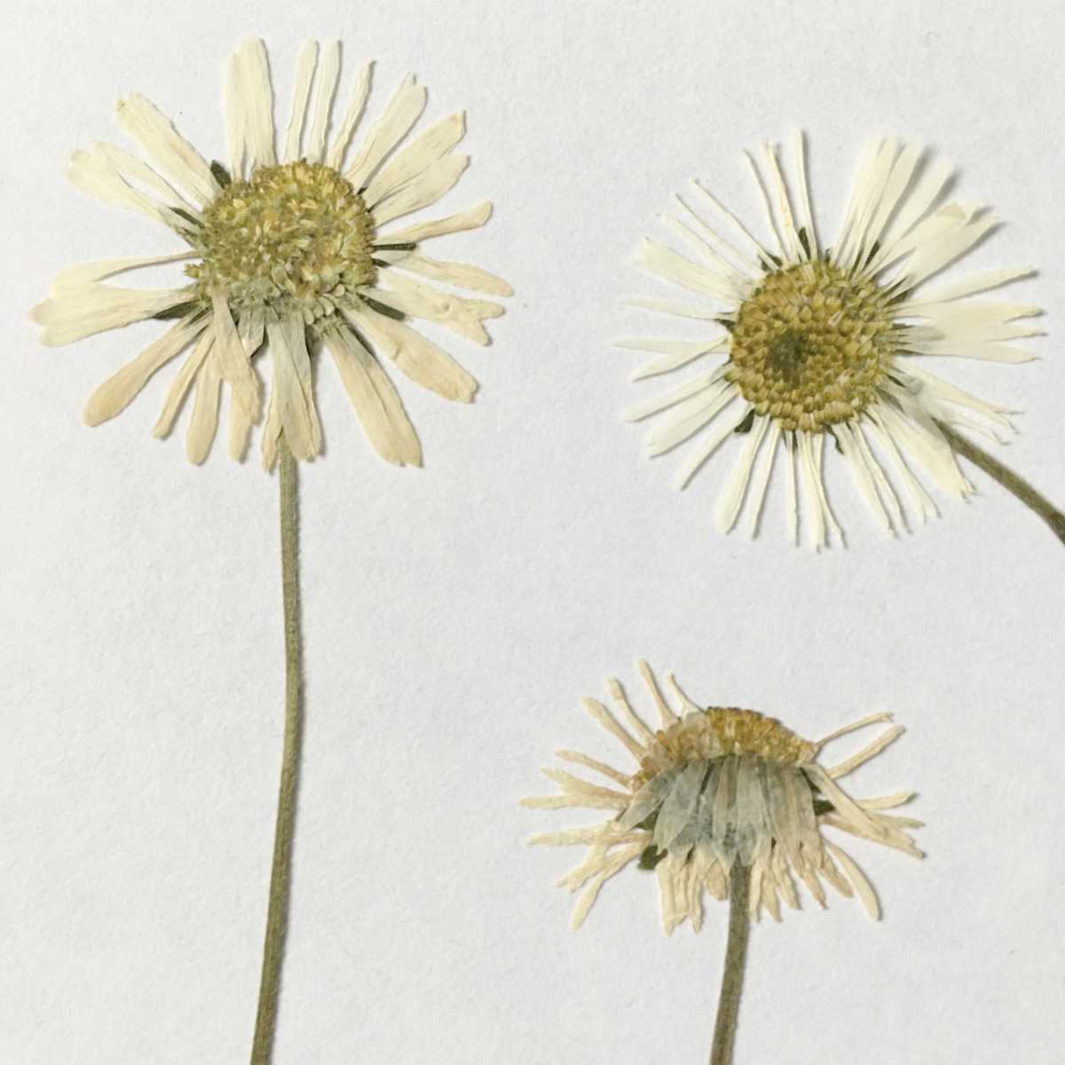 pressed flower plant | How To Press Flowers For Your Arts And Crafts Projects | how to press flowers | how to press flowers with wax paper 
