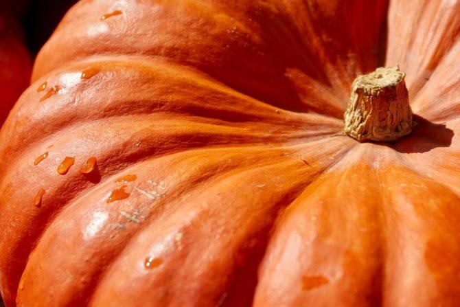 The Best of Pumpkins: Why They’re the Ultimate Fall Fruit