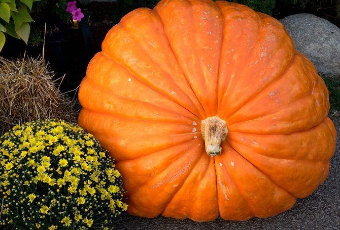 how people grow massive giant pumpkins