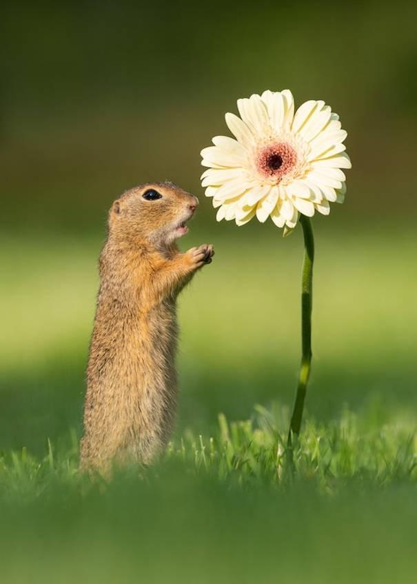 Squirrel Stops To Smell A Flower