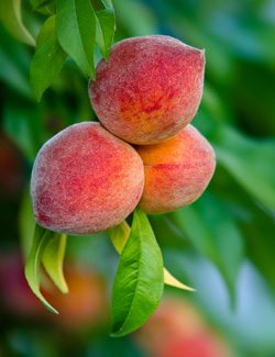 Peaches