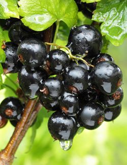 Currants