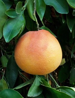 Grapefruit