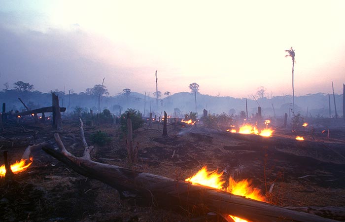 eco-system and supports the wildlife as well.
