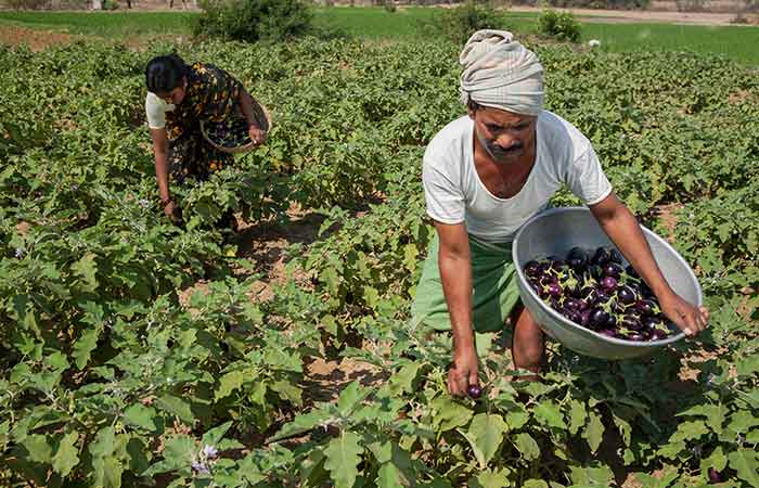 almost 82 percent of the growth in green is attributed to the cultivation of food crops