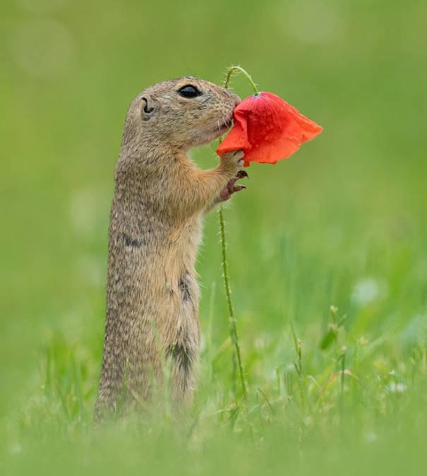 Squirrel Stops To Smell A Flower