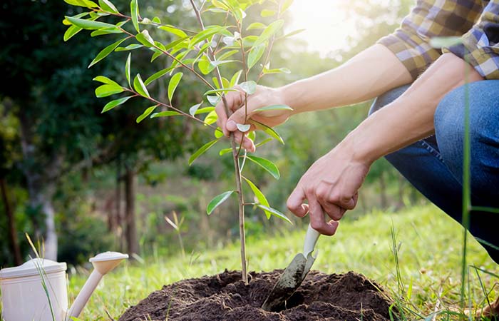 Even with the reports of India having an increase in green land, we know that it’s not enough