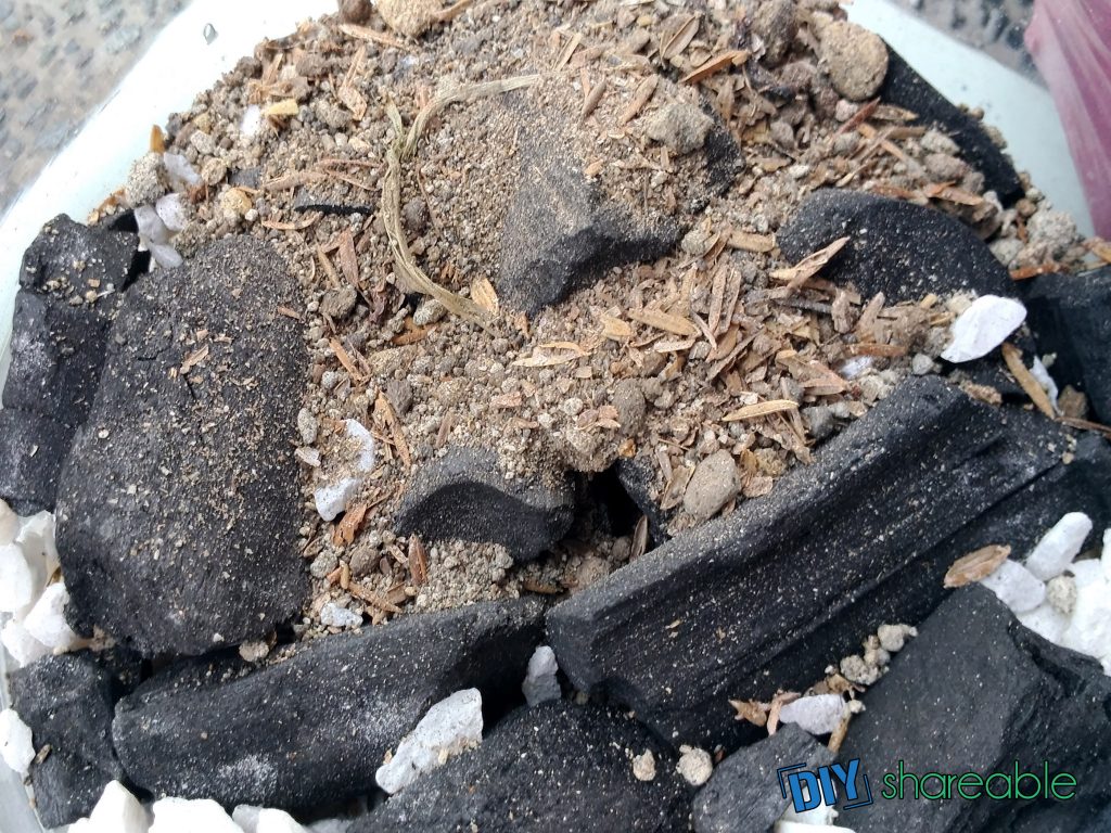 add soil mix to the Terrarium