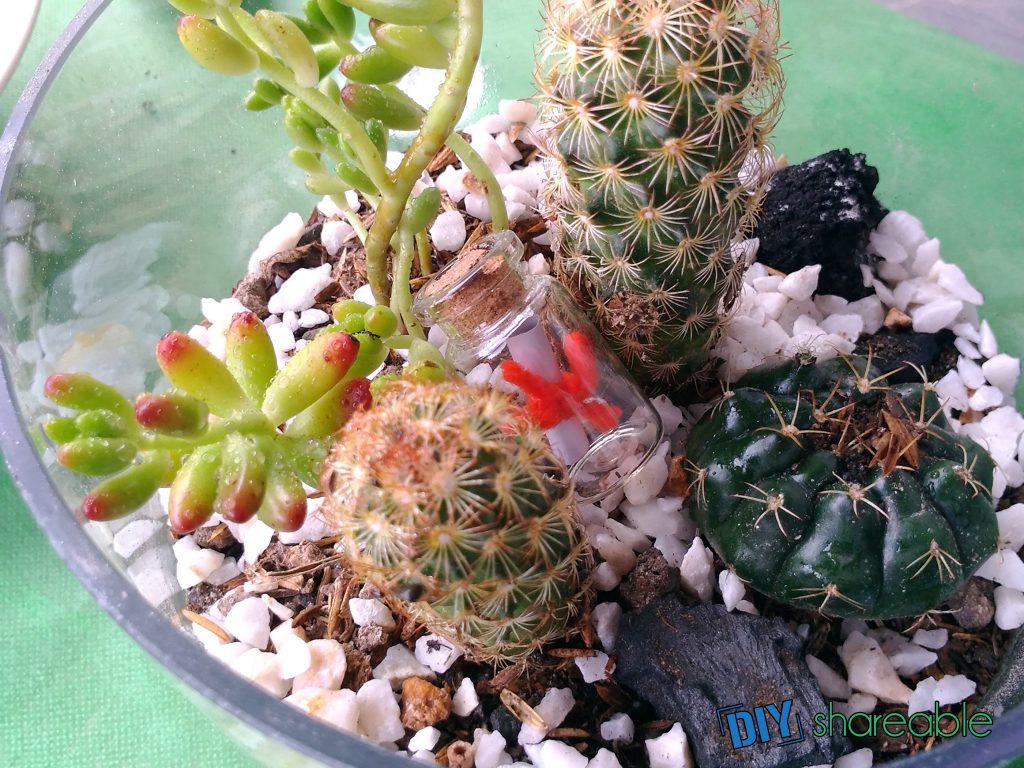 Picture of the finished terrarium project