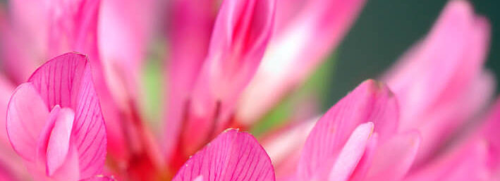 Red clover - Dr. Axe