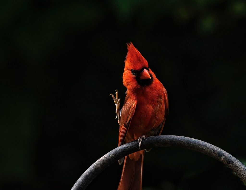 Yes, hello, Mr. Cardinal.