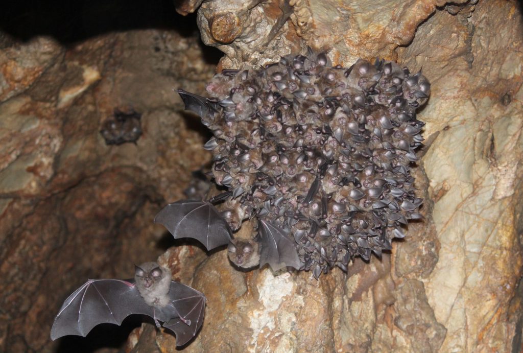 North American bats tend to roost among the fungus that kills them