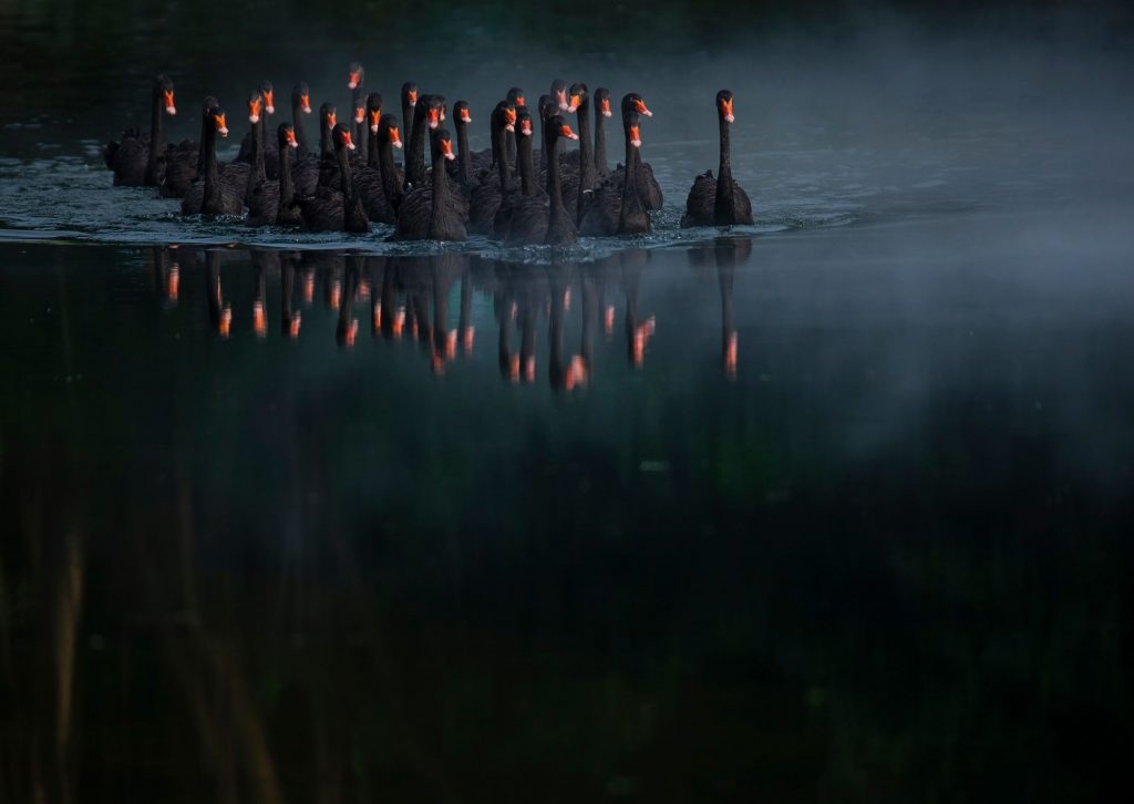 Exotic black swans swim in a flock through a foggy lake. These striking birds are born grey and don&rsquo;t appear fully black until adulthood. They&rsquo;re mostly found in Australia, though the species has been introduced to countries like New Zealand and New Guinea. &copy; Kuang Zhen. All rights reserved