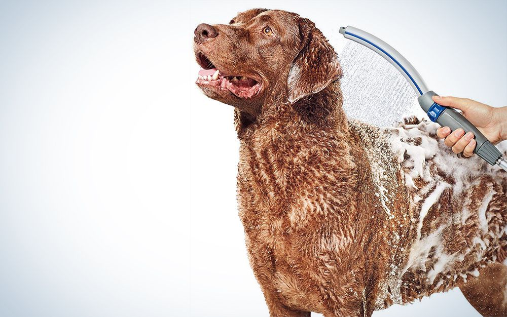 Does your pup sing in the shower?