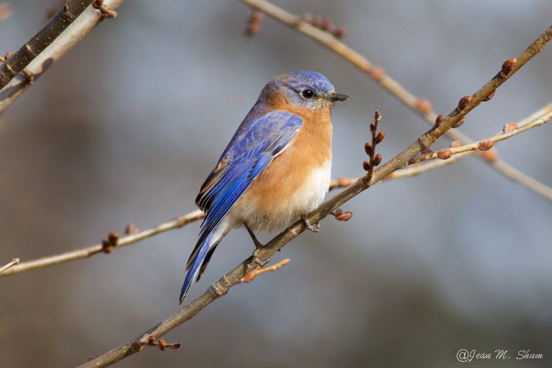 Just look at how cute this Eastern bluebird is.