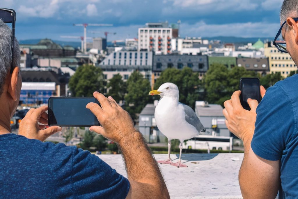 That photo of a gull could be a real albatross for your phone's memory space.