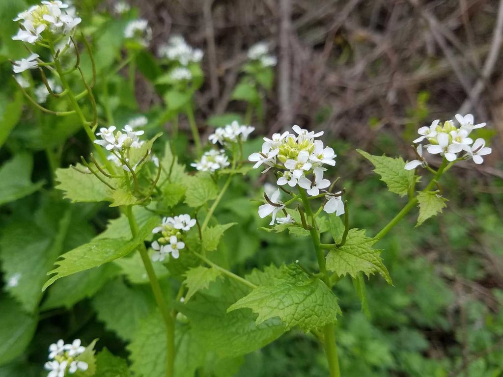 No, we didn't throw a condiment in here to make sure you're paying attention: This garlic mustard is a plant.