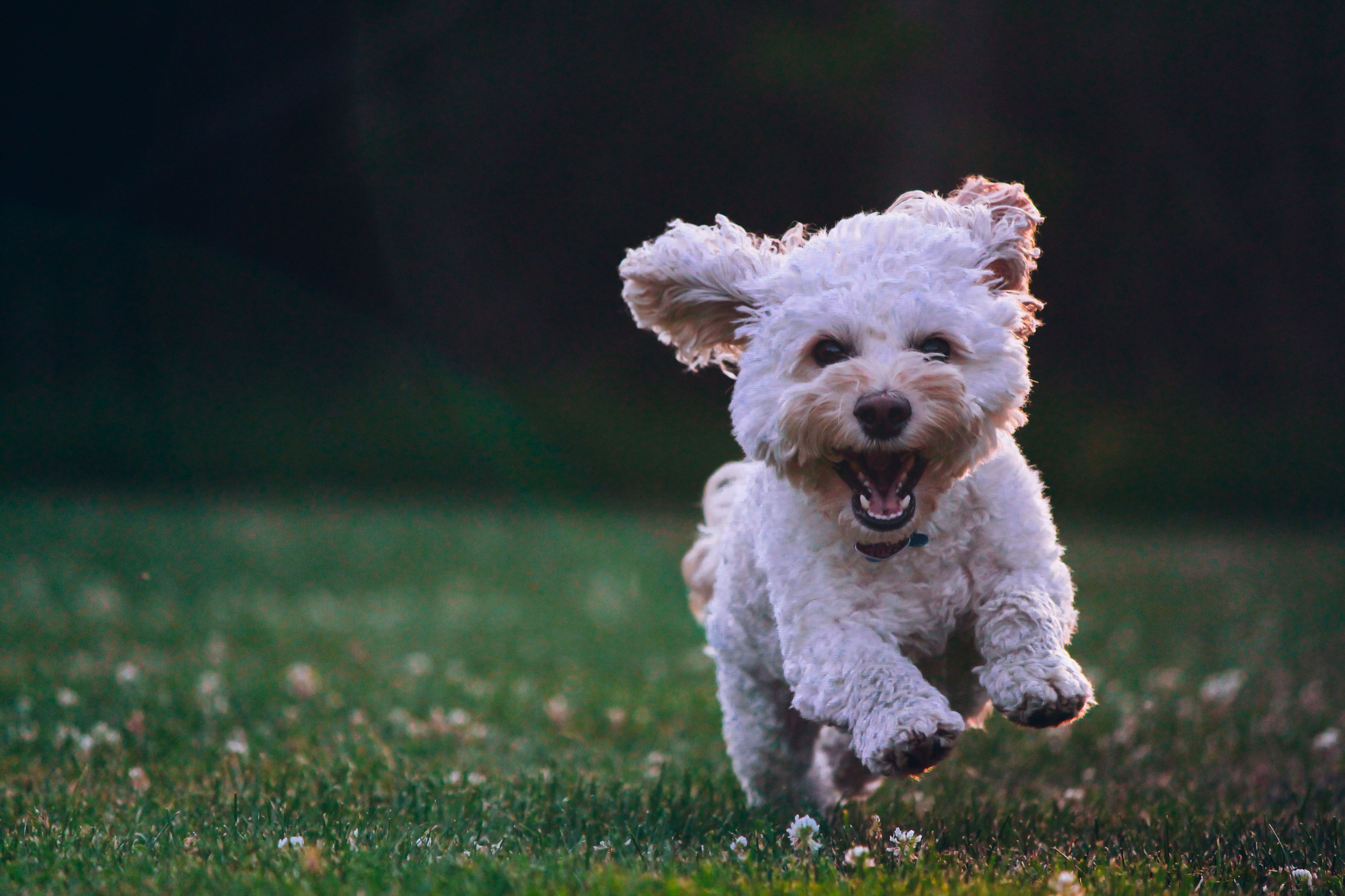 A real dog doesn't need to be programmed to move, but a robotic dog does. And that's hard.