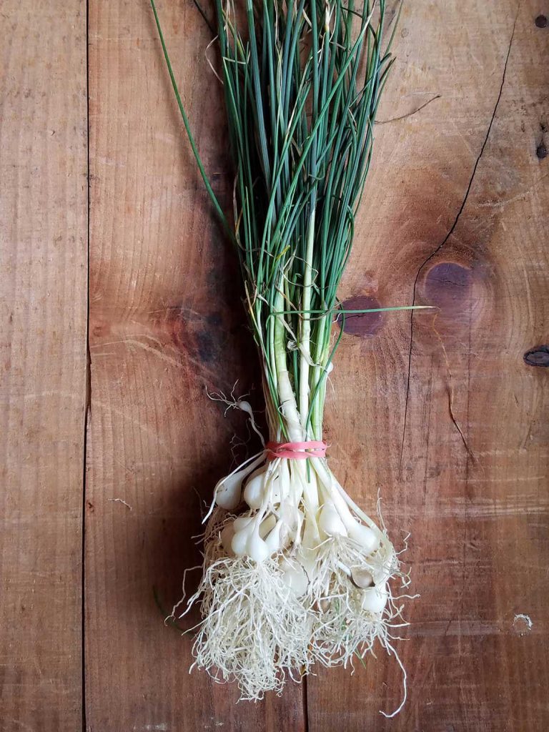 This species of wild onion is native to Europe, the Middle East, and northwestern Africa.