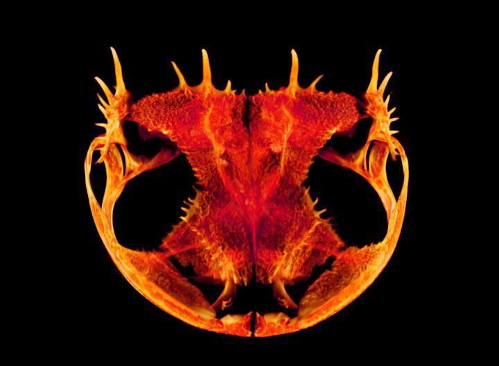 Some frogs, like the Anotheca spinosa, developed spikes on their skull to possibly keep away predators.