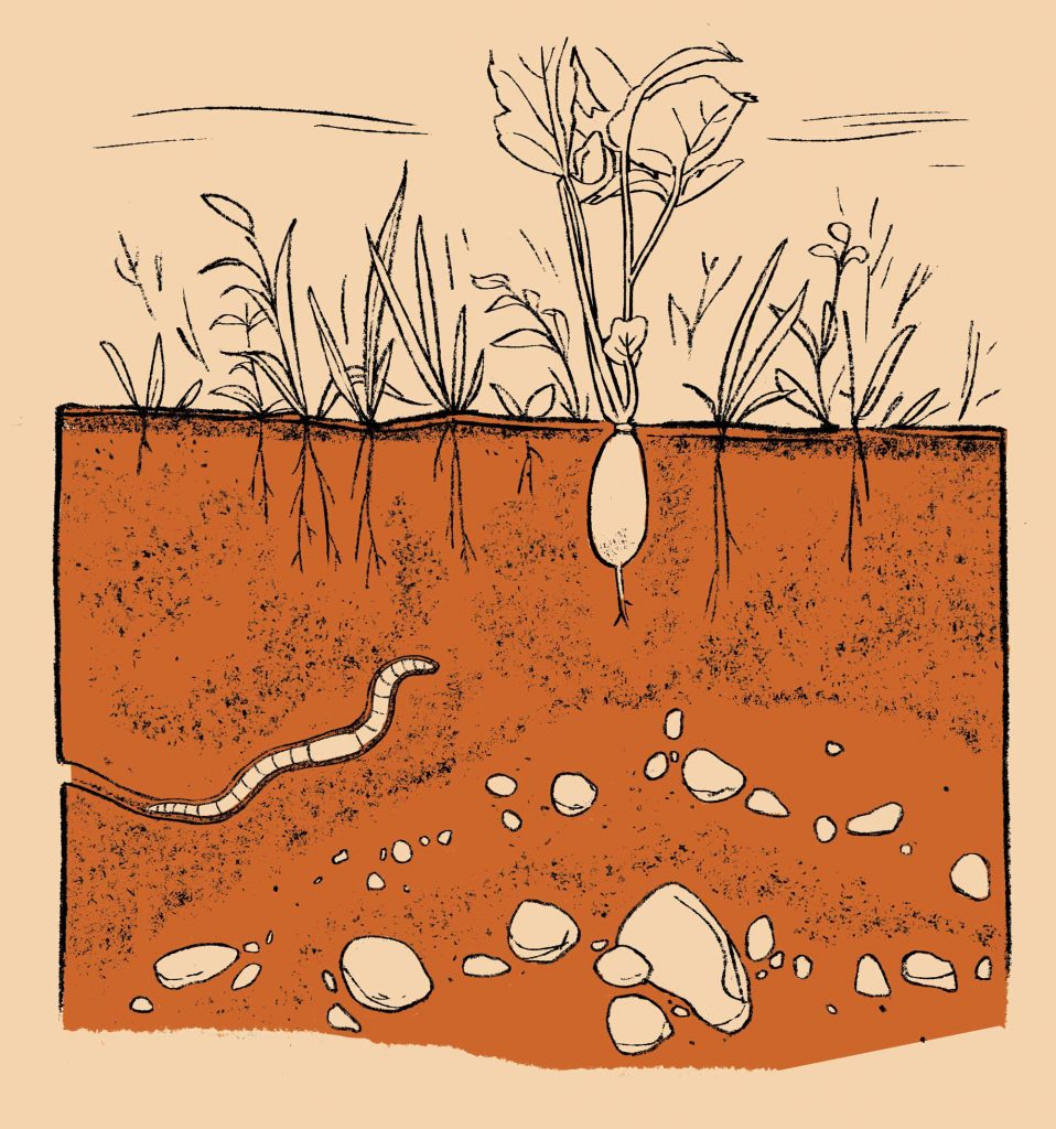 Undisturbed topsoil holds onto more carbon and nutrients than ground churned up by heavy plowing.