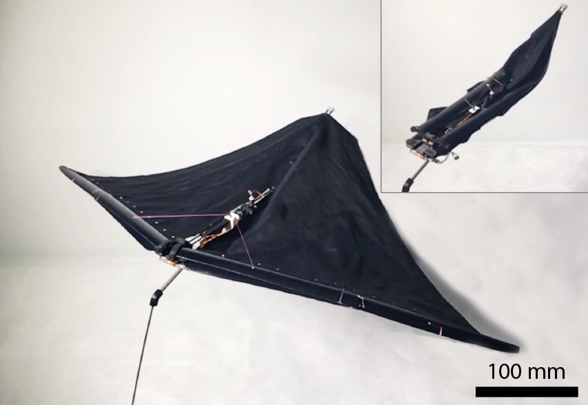 These lightweight, compact wings could make future versions of the robots ideal candidates for search and rescue or reconnaissance missions.