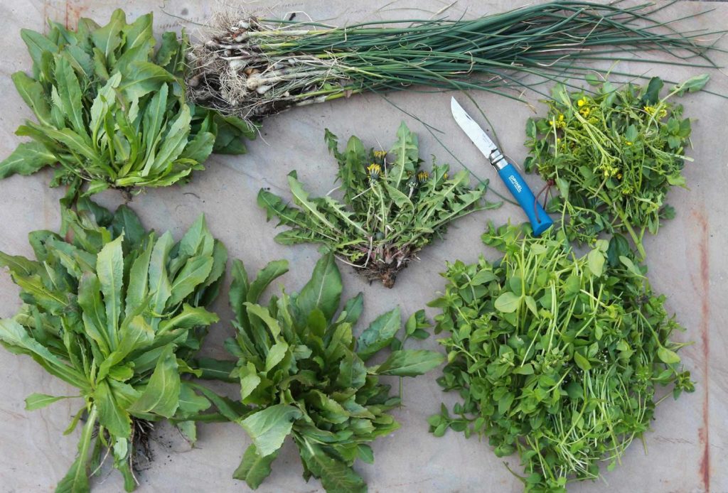 If any of these weeds are proving a nuisance in your farm or garden, the solution might just be simpler than you think.