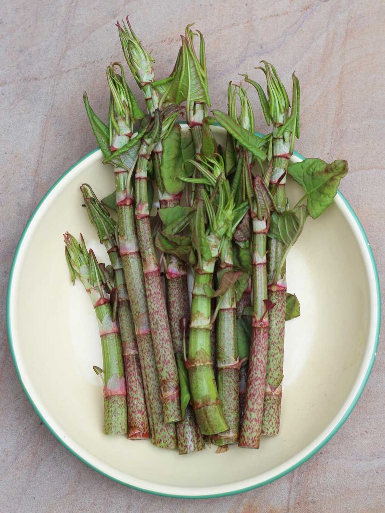 Japanese knotweed looks a little like a cross between asparagus and rhubarb.