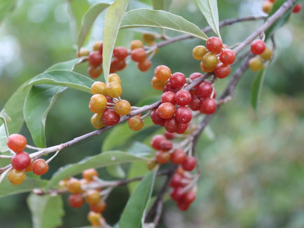 Also known as the Japanese silverberry, the autumn olive is native to eastern Asia.