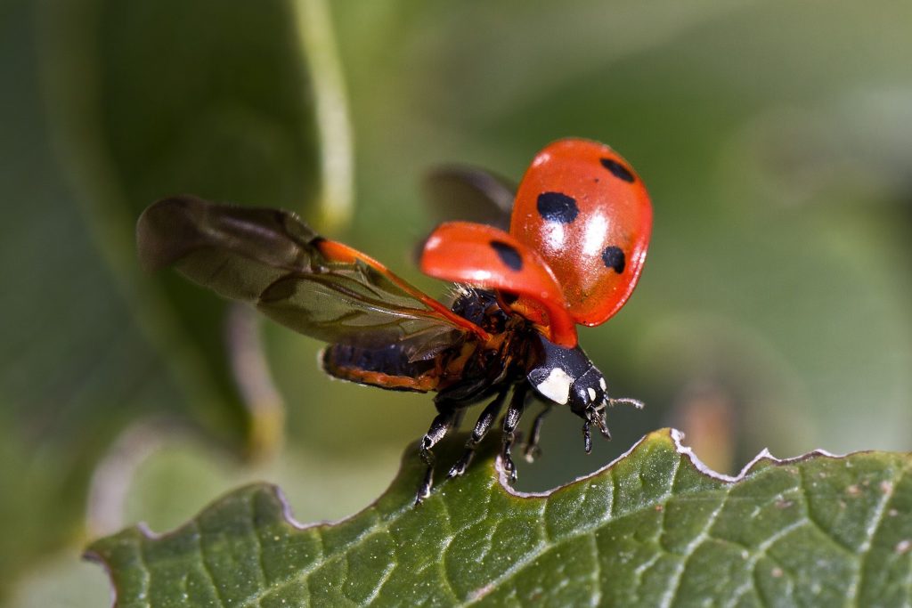 Researchers created a ladybug-like robot whose wing snap open in milliseconds, just like its insect inspiration.