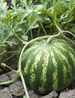 10 Healthy Foods Low in Potassium