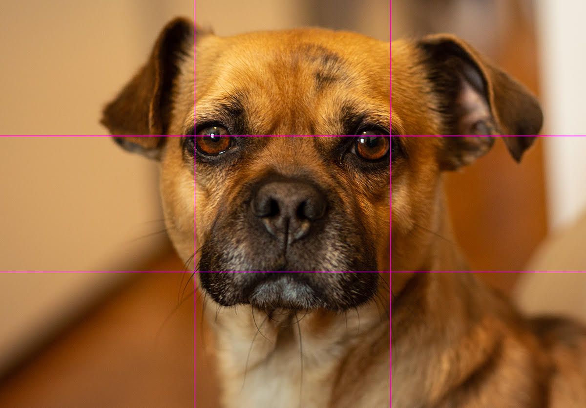 Let Bing's eyes stare through the rule of thirds grid and straight into your heart.