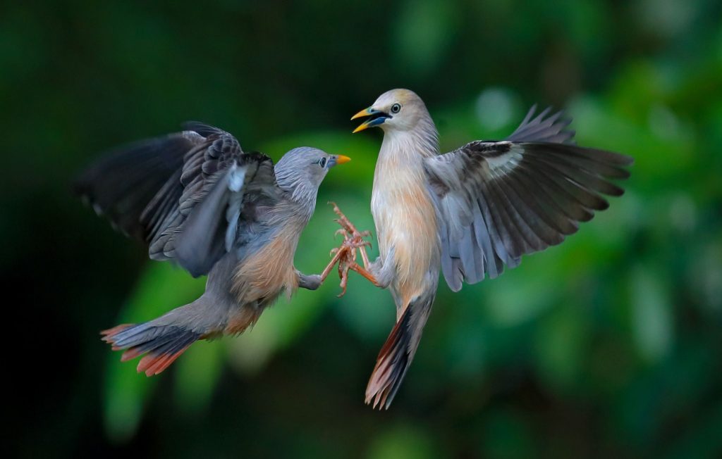 Two chestnut-tailed starlings brawl over territory. These noisy birds are common in India and Southeast Asia and known for their colorful bills.  &copy; Suranjan Mukherjee. All rights reserved