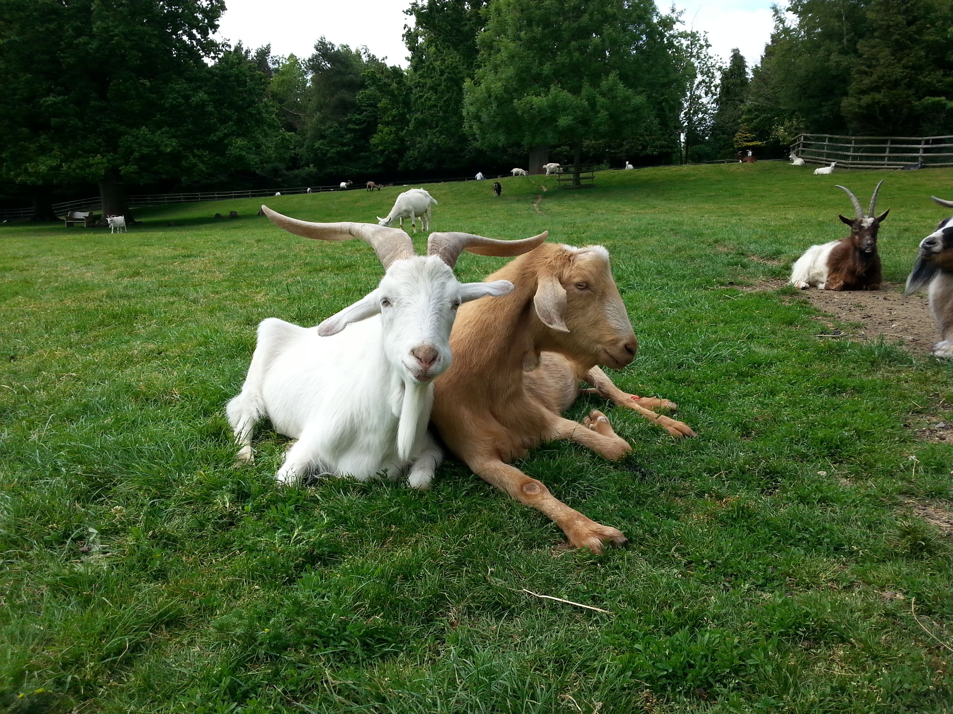 These goats seem to be happy together