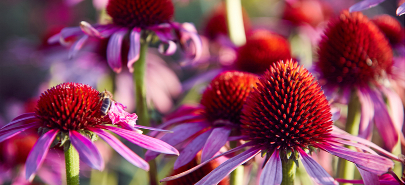 Echinacea benefits - Dr. Axe