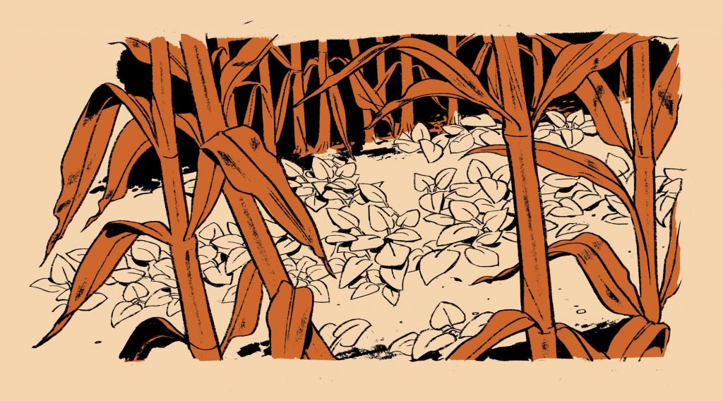 Sowing plants like ryegrasses and radishes between cash crops helps the ground hold onto more carbon.