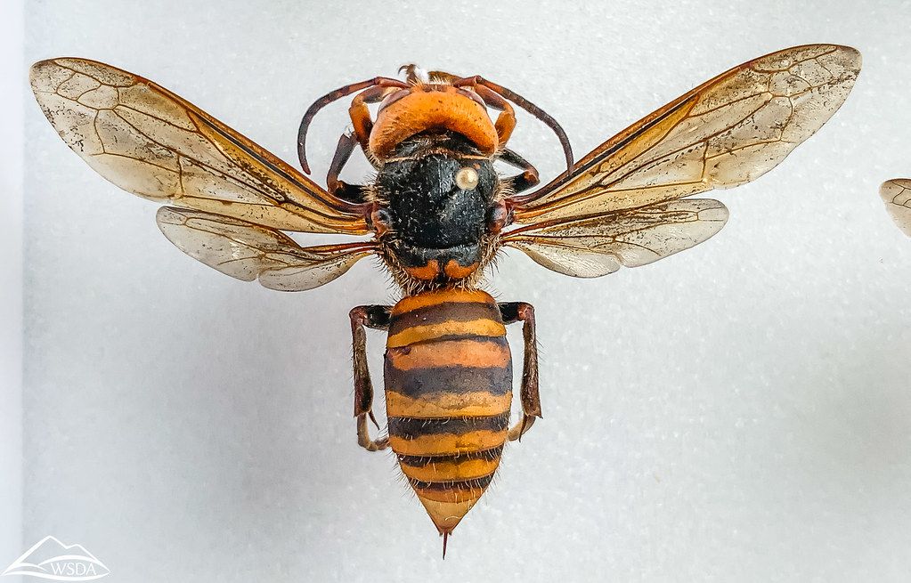 These invasive insects can be up to two inches in size, with a giant stinger to match.