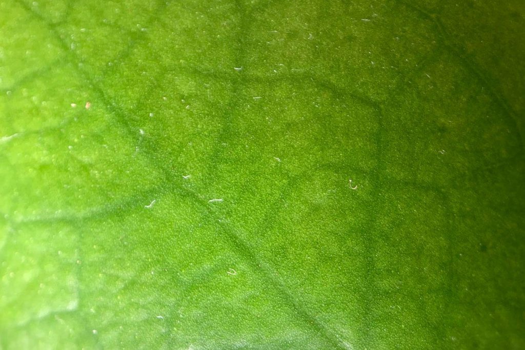 This detail of a tiny leaf is the kind of thing that makes for a good abstract photo.