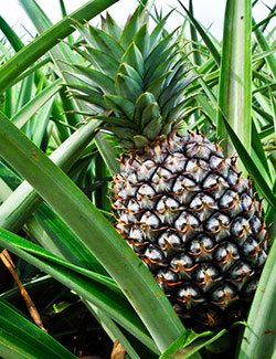 10 Healthy Foods Low in Potassium