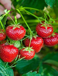 10 Healthy Foods Low in Potassium