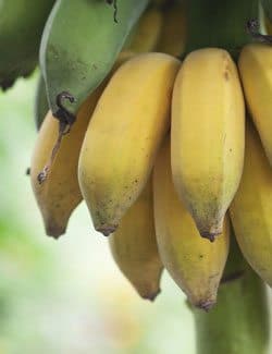 banana
