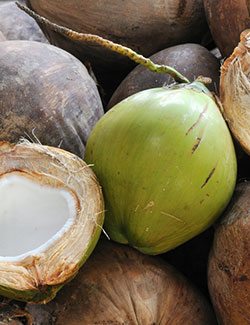 coconut