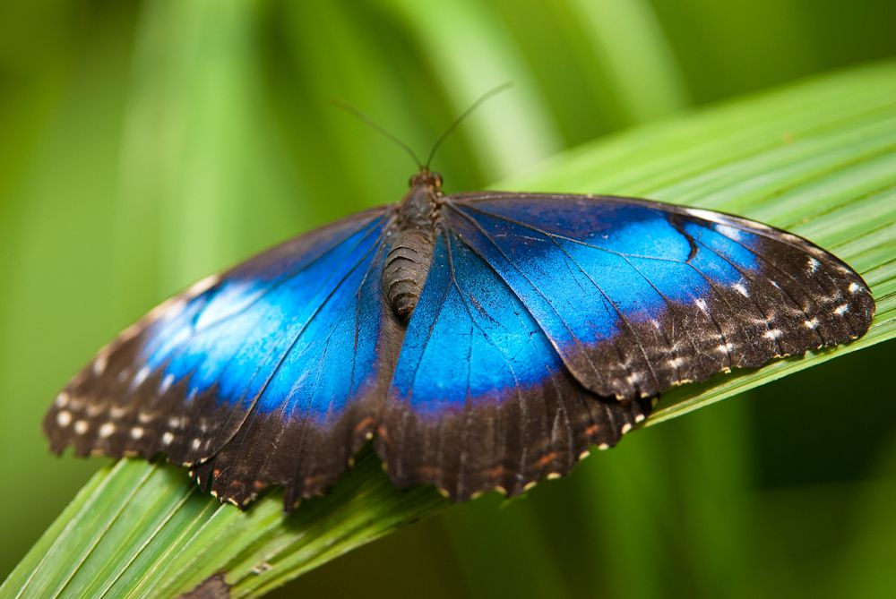 The blue morpho butterfly's scale structure could launch a thousand innovations.